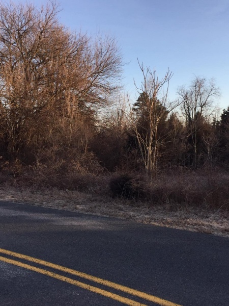 Forestry Mulching - Chambersburg, PA