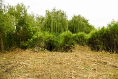 Forestry Mulching - Duncansville, PA