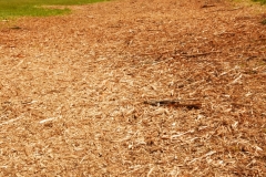 Forestry Mulching - Duncansville, PA