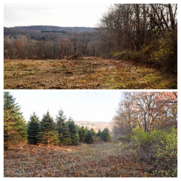 Forestry Mulching - Indiana, PA