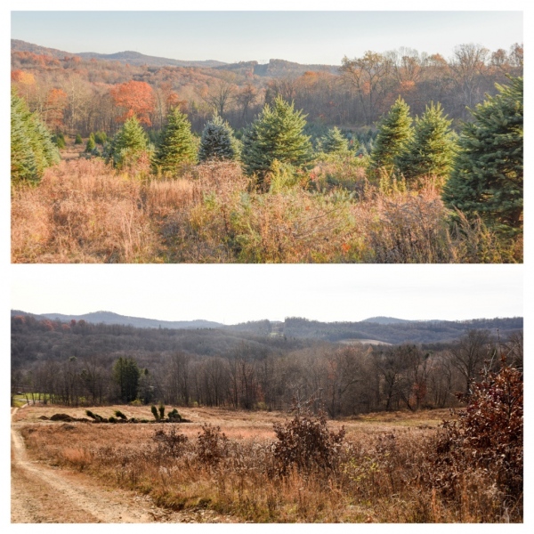 Forestry Mulching - Indiana, PA