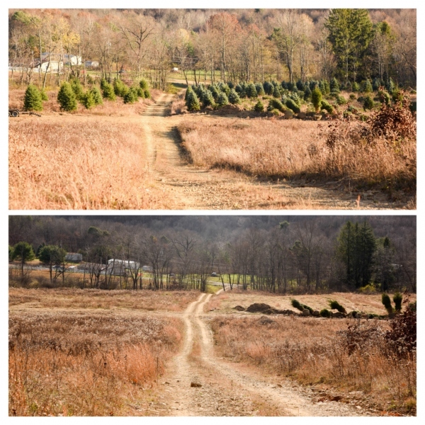 Forestry Mulching - Indiana, PA