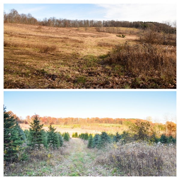 Forestry Mulching - Indiana, PA