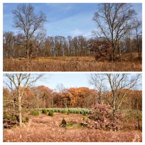 Forestry Mulching - Indiana, PA