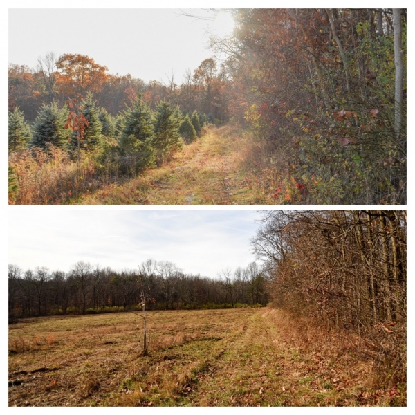 Forestry Mulching - Indiana, PA