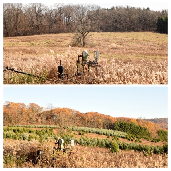 Forestry Mulching - Indiana, PA