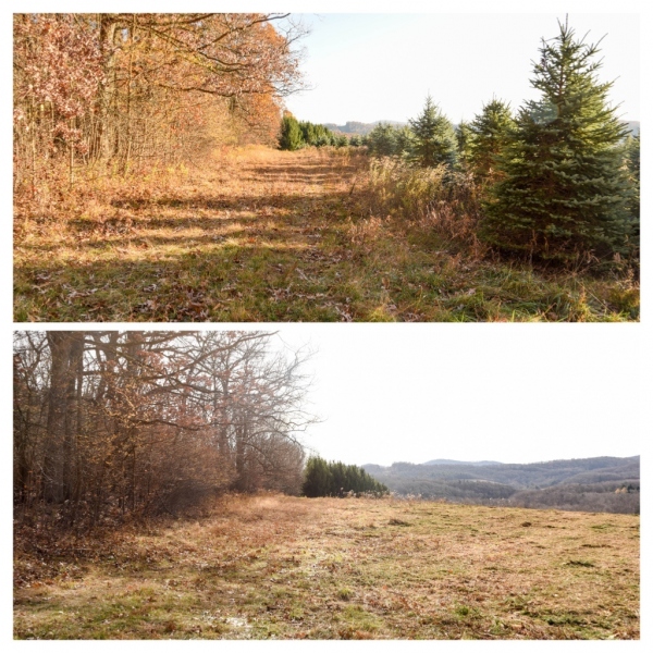 Forestry Mulching - Indiana, PA