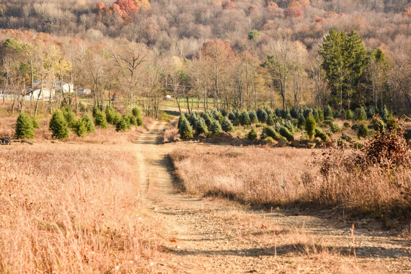 Forestry Mulching - Indiana, PA