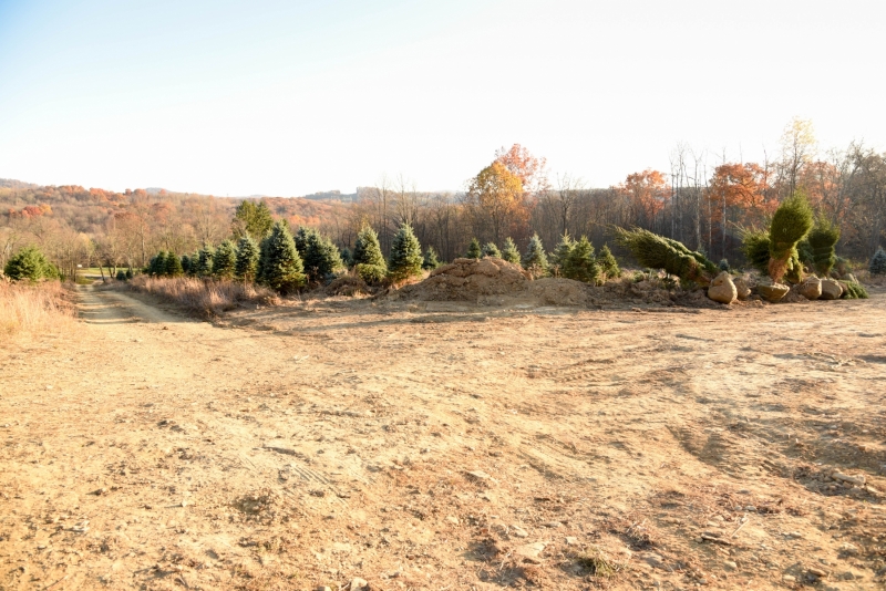 Forestry Mulching - Indiana, PA