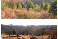 Forestry Mulching - Indiana, PA