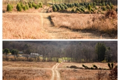 Forestry Mulching - Indiana, PA