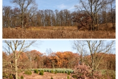 Forestry Mulching - Indiana, PA