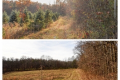 Forestry Mulching - Indiana, PA