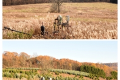 Forestry Mulching - Indiana, PA