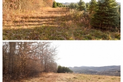 Forestry Mulching - Indiana, PA