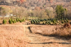 Forestry Mulching - Indiana, PA