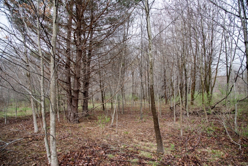 Forestry Mulching - Johnstown, PA