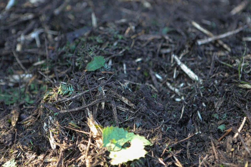 Forestry Mulching - Lilly, PA