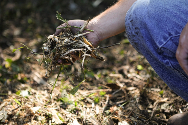 Forestry Mulching - Lilly, PA