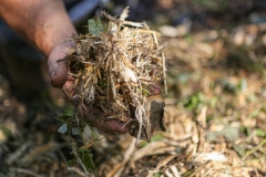 Forestry Mulching - Lilly, PA