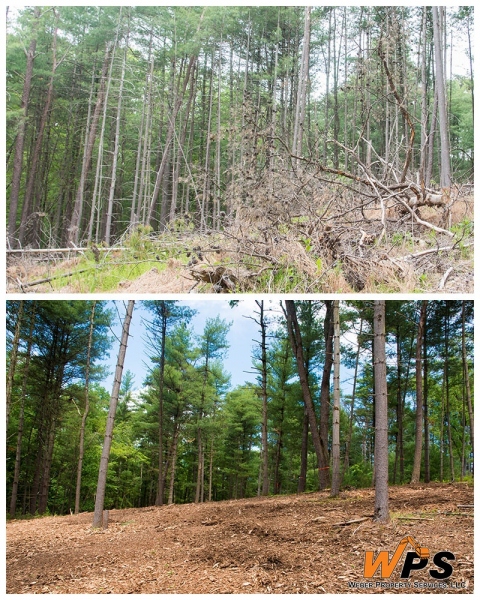 Forestry Mulching & Land Clearing - Petersburg, PA