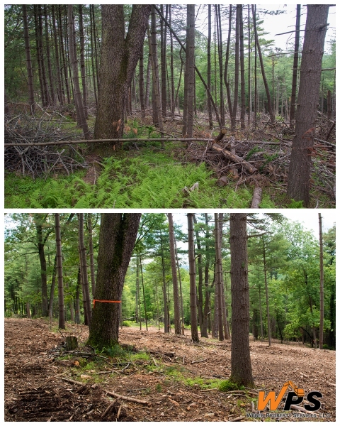 Forestry Mulching & Land Clearing - Petersburg, PA