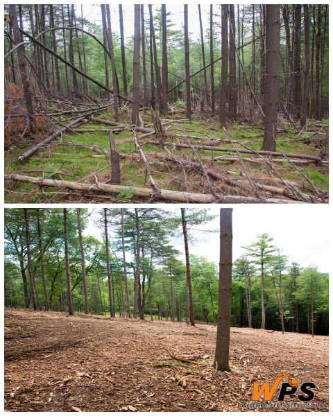 Forestry Mulching & Land Clearing - Petersburg, PA