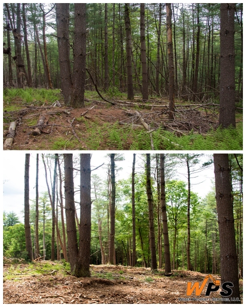 Forestry Mulching & Land Clearing - Petersburg, PA