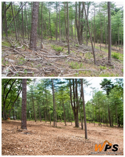 Forestry Mulching & Land Clearing - Petersburg, PA