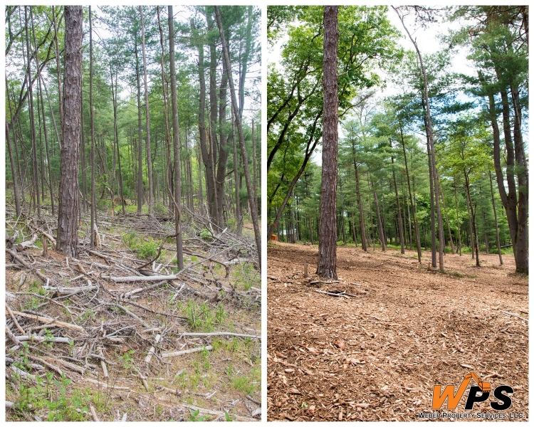 Forestry Mulching & Land Clearing - Petersburg, PA