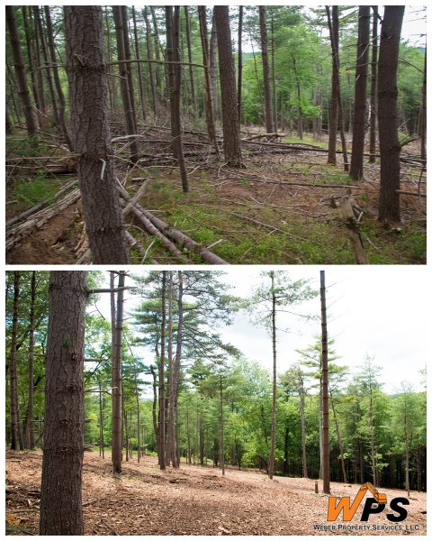 Forestry Mulching & Land Clearing - Petersburg, PA