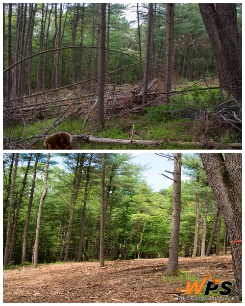 Forestry Mulching & Land Clearing - Petersburg, PA