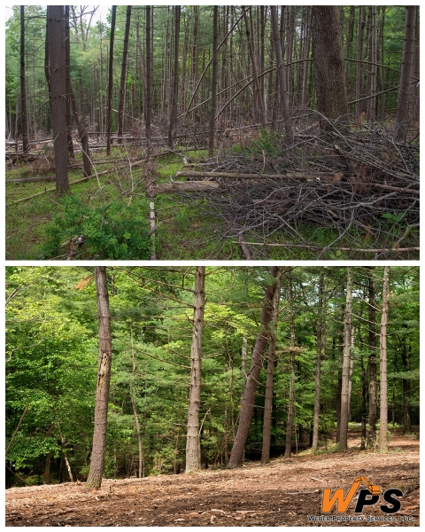 Forestry Mulching & Land Clearing - Petersburg, PA