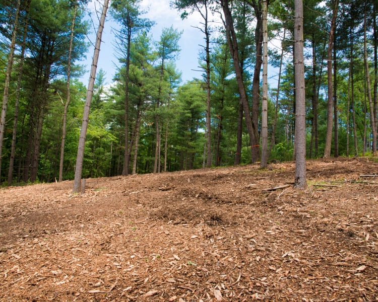 Forestry Mulching & Land Clearing - Petersburg, PA