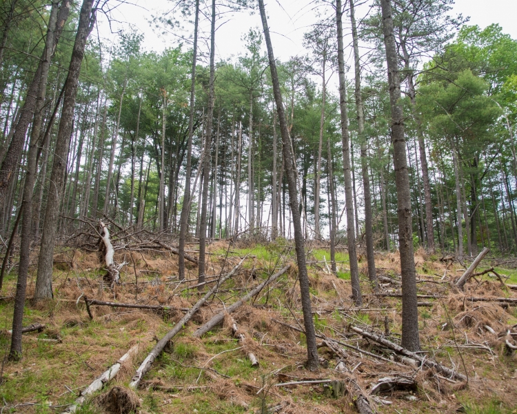 Forestry Mulching & Land Clearing - Petersburg, PA