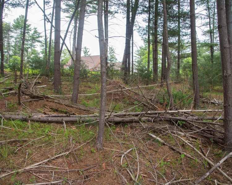 Forestry Mulching & Land Clearing - Petersburg, PA