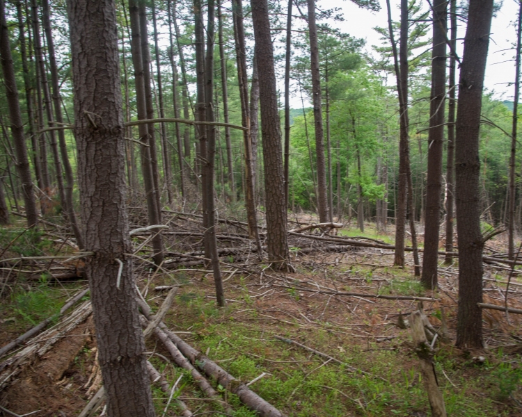 Forestry Mulching & Land Clearing - Petersburg, PA