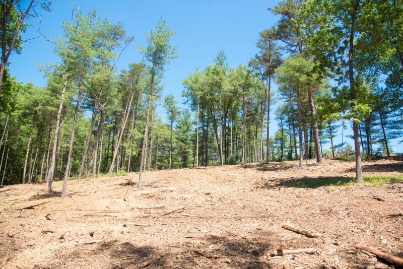 Forestry Mulching & Land Clearing - Petersburg, PA