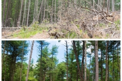 Forestry Mulching & Land Clearing - Petersburg, PA