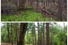 Forestry Mulching & Land Clearing - Petersburg, PA