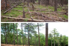 Forestry Mulching & Land Clearing - Petersburg, PA