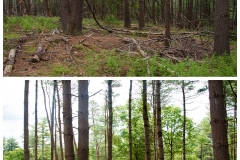 Forestry Mulching & Land Clearing - Petersburg, PA