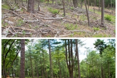 Forestry Mulching & Land Clearing - Petersburg, PA