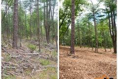 Forestry Mulching & Land Clearing - Petersburg, PA