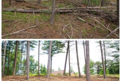 Forestry Mulching & Land Clearing - Petersburg, PA