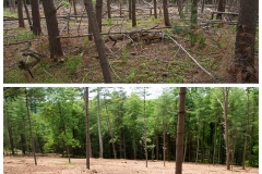 Forestry Mulching & Land Clearing - Petersburg, PA