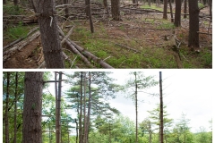 Forestry Mulching & Land Clearing - Petersburg, PA