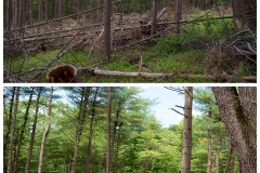 Forestry Mulching & Land Clearing - Petersburg, PA