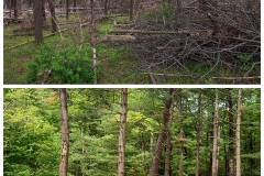 Forestry Mulching & Land Clearing - Petersburg, PA