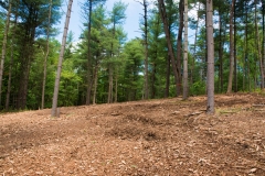 Forestry Mulching & Land Clearing - Petersburg, PA